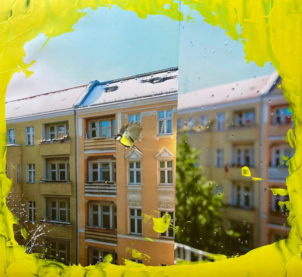 Meise im Spiegel